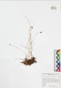 Carex praecox Schreb., Eastern Europe, Central region (E4) (Russia)