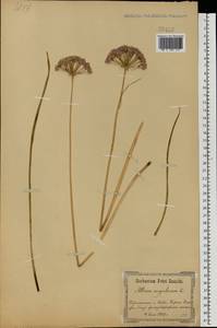 Allium angulosum L., Eastern Europe, North Ukrainian region (E11) (Ukraine)