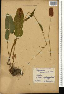 Bistorta carnea (K. Koch) Kom., Caucasus, Georgia (K4) (Georgia)