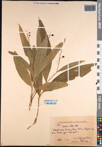 Maianthemum trifolium (L.) Sloboda, Siberia, Russian Far East (S6) (Russia)