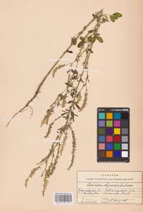 Melilotus officinalis (L.) Lam., Eastern Europe, Central forest-and-steppe region (E6) (Russia)