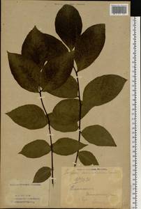 Juglans mandshurica Maxim., Eastern Europe, Eastern region (E10) (Russia)