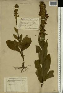 Verbascum thapsus L., Eastern Europe, Latvia (E2b) (Latvia)