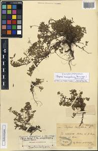 Thymus mongolicus (Ronniger) Ronniger, Middle Asia, Dzungarian Alatau & Tarbagatai (M5) (Kazakhstan)