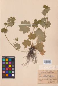Alchemilla baltica Sam. ex Juz., Eastern Europe, North-Western region (E2) (Russia)