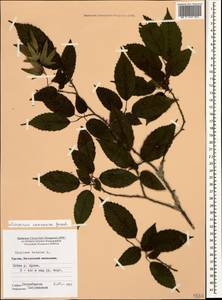 Carpinus betulus L., Caucasus, Georgia (K4) (Georgia)