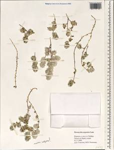Paronychia argentea Lam., South Asia, South Asia (Asia outside ex-Soviet states and Mongolia) (ASIA) (Israel)