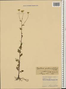 Tanacetum partheniifolium (Willd.) Sch. Bip., Caucasus, North Ossetia, Ingushetia & Chechnya (K1c) (Russia)