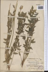 Hedysarum lehmannianum Bunge, Middle Asia, Pamir & Pamiro-Alai (M2) (Tajikistan)