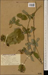 Lonicera caprifolium L., Caucasus, Stavropol Krai, Karachay-Cherkessia & Kabardino-Balkaria (K1b) (Russia)