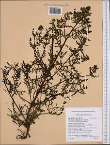 Pedicularis palustris, Western Europe (EUR) (United Kingdom)