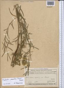 Euphorbia virgata Waldst. & Kit., Middle Asia, Muyunkumy, Balkhash & Betpak-Dala (M9) (Kazakhstan)