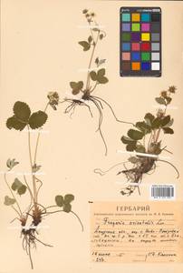 Fragaria orientalis Losinsk., Siberia, Russian Far East (S6) (Russia)