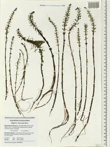 Hippuris ×lanceolata Retz., Eastern Europe, Northern region (E1) (Russia)