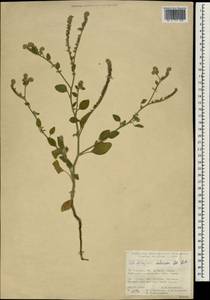 Heliotropium dolosum De Not., South Asia, South Asia (Asia outside ex-Soviet states and Mongolia) (ASIA) (Turkey)