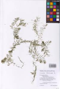 Ceratophyllum demersum L., Eastern Europe, Central forest-and-steppe region (E6) (Russia)