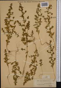 Axyris amaranthoides L., Middle Asia, Muyunkumy, Balkhash & Betpak-Dala (M9) (Kazakhstan)