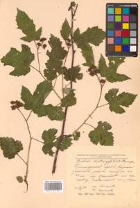 Rubus crataegifolius Bunge, Siberia, Russian Far East (S6) (Russia)