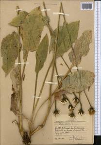 Crepis sibirica L., Middle Asia, Western Tian Shan & Karatau (M3) (Uzbekistan)