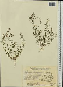 Hypericum humifusum, Eastern Europe, Belarus (E3a) (Belarus)