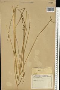 Lolium remotum Schrank, Eastern Europe, North-Western region (E2) (Russia)