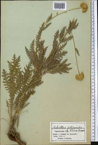 Achillea filipendulina Lam., Middle Asia, Pamir & Pamiro-Alai (M2) (Tajikistan)