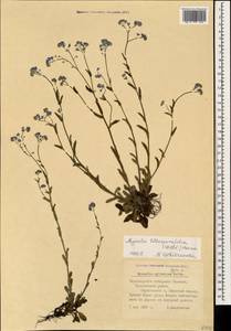 Myosotis lithospermifolia (Willd.) Hornem., Caucasus, Black Sea Shore (from Novorossiysk to Adler) (K3) (Russia)