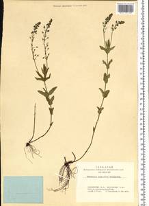 Veronica krylovii Schischk., Siberia, Altai & Sayany Mountains (S2) (Russia)