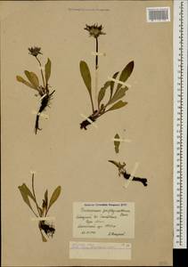 Taraxacum porphyranthum Boiss., Caucasus, Krasnodar Krai & Adygea (K1a) (Russia)