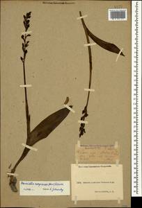 Steveniella satyrioides (Spreng.) Schltr., Caucasus, Krasnodar Krai & Adygea (K1a) (Russia)