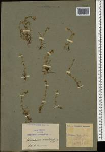 Dichodon cerastoides (L.) Rchb., Caucasus, Azerbaijan (K6) (Azerbaijan)