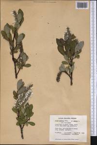Salix arctica, America (AMER) (Canada)