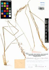 Achnatherum sibiricum (L.) Keng ex Tzvelev, Siberia, Baikal & Transbaikal region (S4) (Russia)