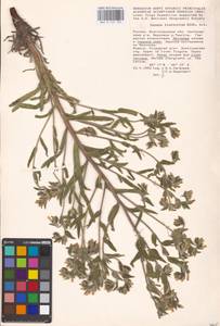 MHA 0 153 789, Onosma tinctoria M. Bieb., Eastern Europe, Lower Volga region (E9) (Russia)