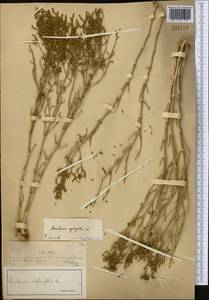 Anabasis aphylla L., Middle Asia, Muyunkumy, Balkhash & Betpak-Dala (M9) (Kazakhstan)
