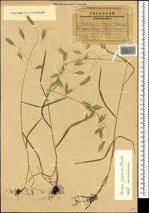 Bromus japonicus Houtt., Caucasus, Armenia (K5) (Armenia)