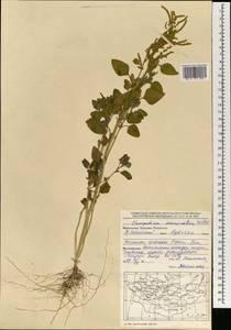 Chenopodium acuminatum Willd., Mongolia (MONG) (Mongolia)