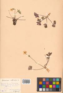 Anemonastrum narcissiflorum subsp. crinitum (Juz.) Raus, Siberia, Russian Far East (S6) (Russia)