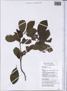 Alnus serrulata (Aiton) Willd., America (AMER) (United States)