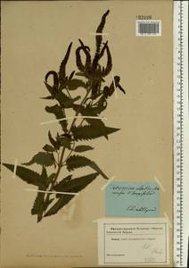 Veronica longifolia L., Eastern Europe, South Ukrainian region (E12) (Ukraine)