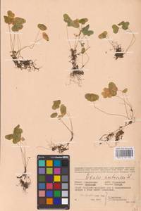 Oxalis acetosella L., Eastern Europe, Western region (E3) (Russia)