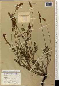 Onobrychis biebersteinii Sirj., Caucasus, Armenia (K5) (Armenia)