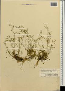 Draba siliquosa M. Bieb., Caucasus, North Ossetia, Ingushetia & Chechnya (K1c) (Russia)