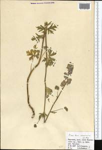 Aconitum nemorum Popov, Middle Asia, Western Tian Shan & Karatau (M3) (Kyrgyzstan)