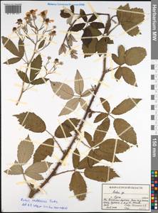 Rubus persicus Boiss., Eastern Europe, Central forest-and-steppe region (E6) (Russia)
