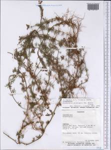 Glandularia aristigera (S.Moore) Tronc., America (AMER) (Paraguay)