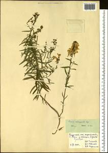 Linaria melampyroides Kuprian., Siberia, Russian Far East (S6) (Russia)