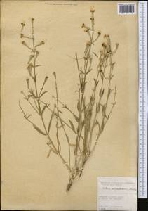 Silene odoratissima Bunge, Middle Asia, Syr-Darian deserts & Kyzylkum (M7) (Kazakhstan)
