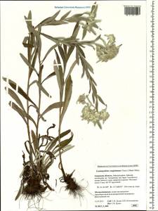 Leontopodium conglobatum (Turcz.) Hand.-Mazz., Siberia, Russian Far East (S6) (Russia)
