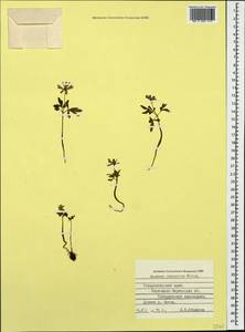 Anemone caucasica Willd. ex Rupr., Caucasus, Stavropol Krai, Karachay-Cherkessia & Kabardino-Balkaria (K1b) (Russia)